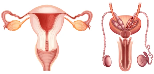 Reproductive Anatomy